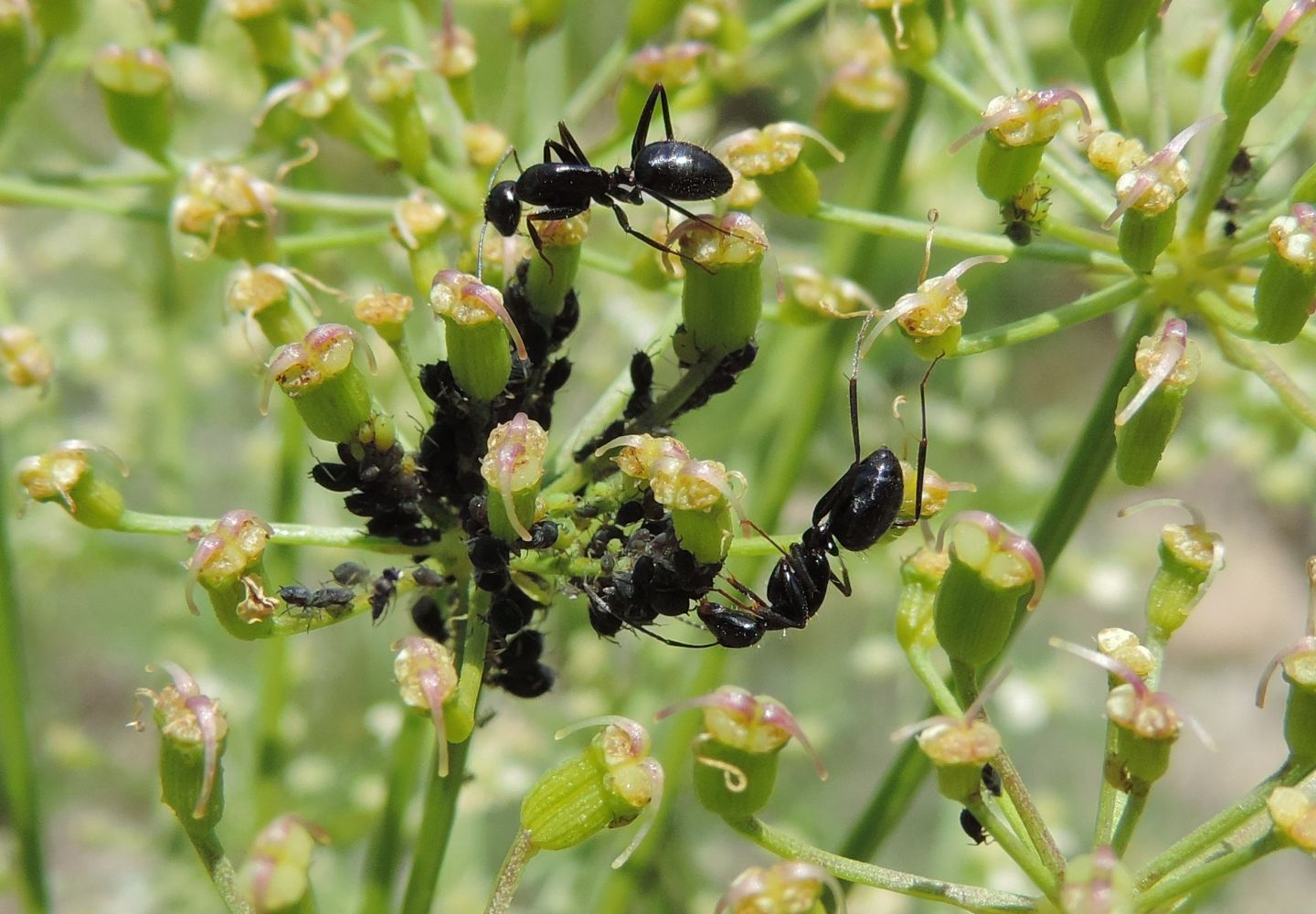 Afidi da identificare